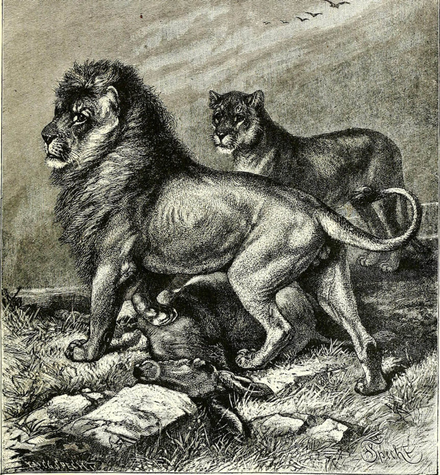 male and female lion with gazelle prey