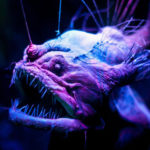anglerfish lit from above