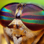 close-up of a fly's face