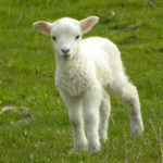 lamb standing on grass